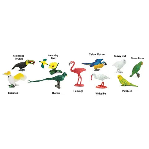 TOOBS | Exotic Birds