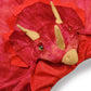 Great Pretenders | Red Triceratops Hooded Cape (Size 4-5)