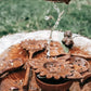 Wild Mountain Child | Daisy Strainer